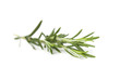 Photo: Rosemary Rosemary