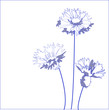 Blue cornflower