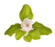 Beautiful blooming quince bush on a white background