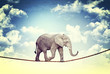Photo: elephant on rope elephant on rope