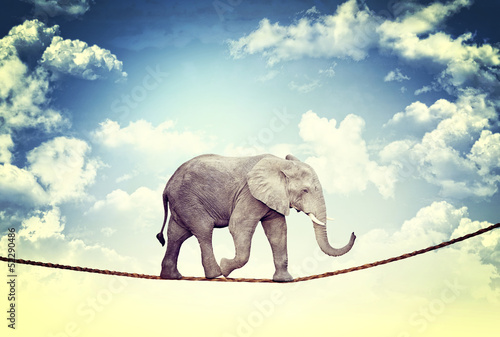 Photo: elephant on rope elephant on rope