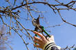 hand cut fruit tree twig clipper spring garden