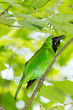 Greater Green Leafbird (Chloropsis sonnerati) in the nature