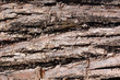 wood texture