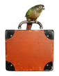 Pyrrhura parrot conure pet bird with suitcase