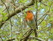 Robin bird