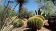The Garden of Cactus & Succulent plant.
