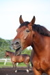 Yawning bay horse portrait in summer