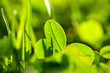 Clover