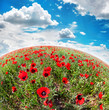Poppy flowers field
