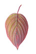 Autumn leaf