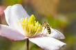 Insect and flower