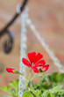 Hanging flower basket