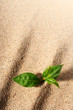 Plant in sand.