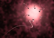 sperm and egg cell - Natural insemination -