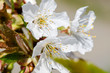 ciliegio in fiore a primavera