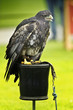 Bussard