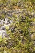 Muschio sulla roccia - macro