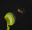 crane fly fighting venus fly trap