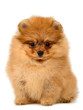 Foto: pomeranian puppy pomeranian puppy