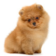 Foto: pomeranian puppy pomeranian puppy