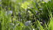 Close-up of dew drops on green grass