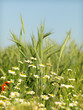 Photo: wheat field and wild flowers wheat field and wild flowers