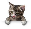 Cat Kitten Blank Sign