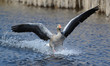 greylag