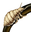 Illustration: Hair Lice Louse Hair Lice Louse