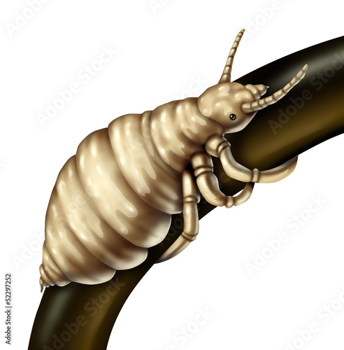 Illustration: Hair Lice Louse Hair Lice Louse