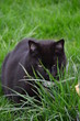 Blacky