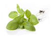 Basil twig