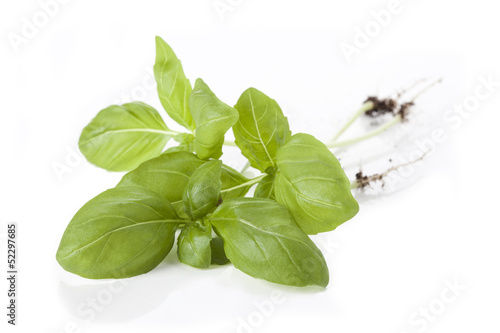 Photo: Basil twig Basil twig