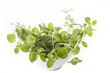 Oregano in bowl