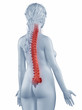 Spine position anatomy woman isolated posterior view