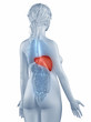 Illustration: Liver position anatomy woman isolated posterior view Liver position anatomy woman isolated posterior view