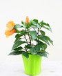 plante en  pot  : hibiscus orange