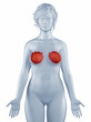 Breast position anatomy woman isolated