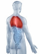 Illustration: Lungs position anatomy man isolated posterior view Lungs position anatomy man isolated posterior view