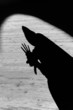Spotlit Black Hooded Gesturing Silhouette
