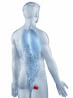 Illustration: Genitals position anatomy man isolated posterior view Genitals position anatomy man isolated posterior view