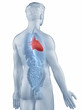 Illustration: Heart position anatomy man isolated posterior view Heart position anatomy man isolated posterior view