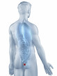 Illustration: Prostate position anatomy man isolated posterior view Prostate position anatomy man isolated posterior view