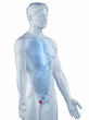 Illustration: Prostate position anatomy man isolated lateral view Prostate position anatomy man isolated lateral view