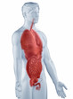 Illustration: Organs position anatomy man isolated lateral view Organs position anatomy man isolated lateral view