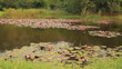 Pink lotus in pond near trees from Thailand