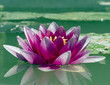 Foto: lotus lotus
