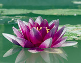 lotus