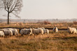 sheep herd on meadows in Dwingelderveld